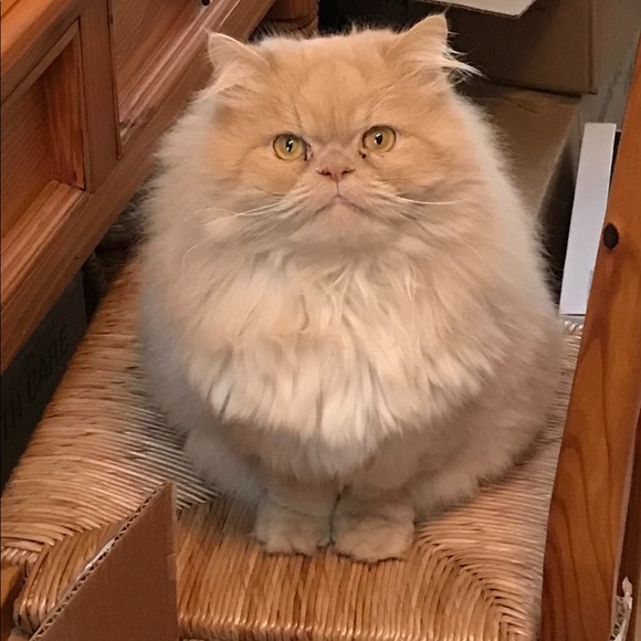 Meet your Posher, Louise - Picture 4 of 10